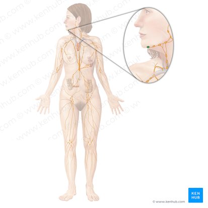 Submental lymph nodes (Nodi lymphoidei submentales); Image: Begoña Rodriguez