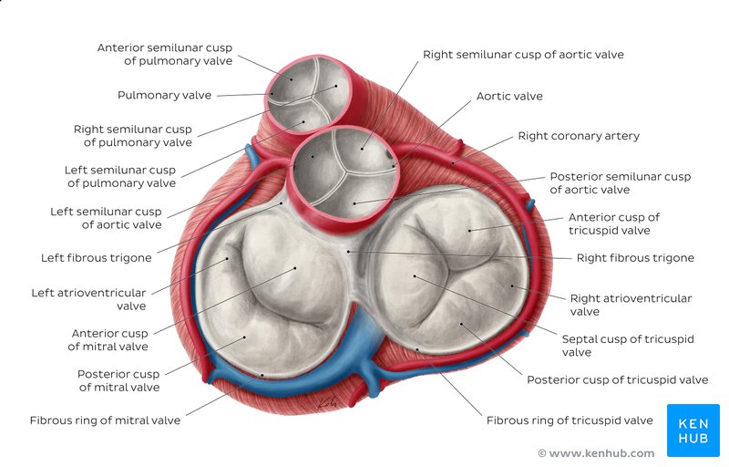 Heart valves - superior view