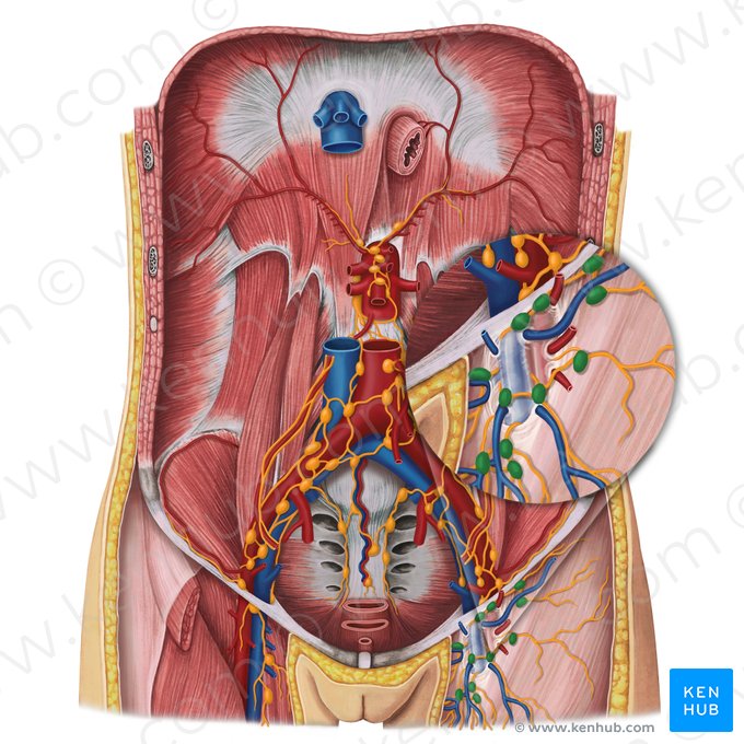 Superficial inguinal lymph nodes (Nodi lymphoidei inguinales superficiales); Image: Irina Münstermann