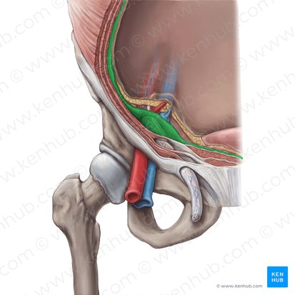 Fáscia transversal (Fascia transversalis); Imagem: Hannah Ely