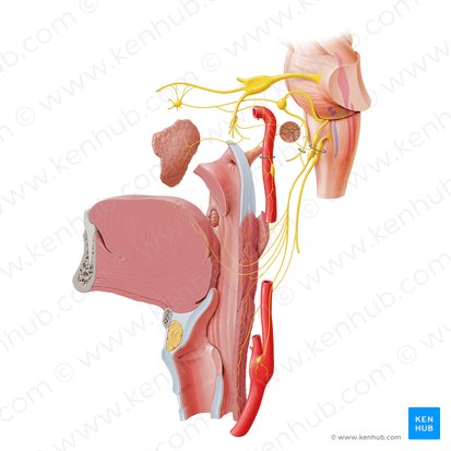 Tympanic plexus (Plexus tympanicus); Image: Paul Kim