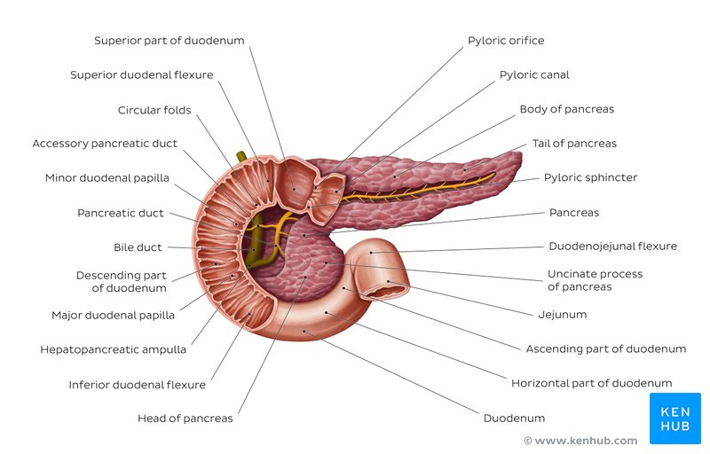 Pancreas and pancreatic duct system: an overview.  