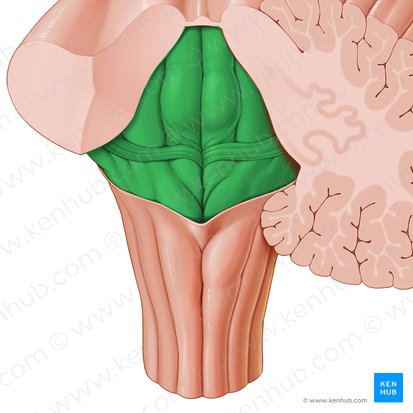 Rhomboid fossa of fourth ventricle (Fossa rhomboidea ventriculi quarti); Image: Paul Kim