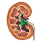 Pelvis renal