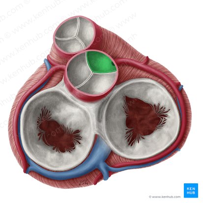 Cúspide coronária direita da valva aórtica (Valvula coronaria dextra valvae aortae); Imagem: Yousun Koh