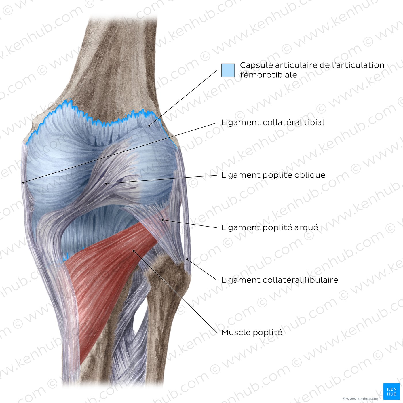 Articulation du genou : ligaments extracapsulaires et muscle poplité (vue postérieure)