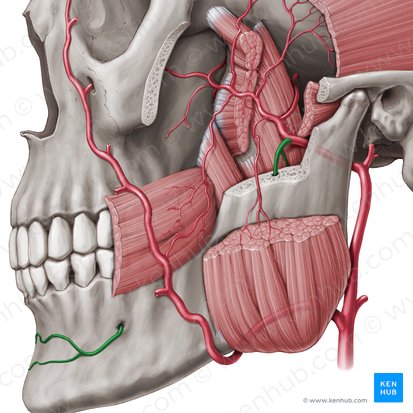 Arteria alveolar inferior (Arteria alveolaris inferior); Imagen: Paul Kim