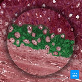 Elastic cartilage: Histology | Kenhub