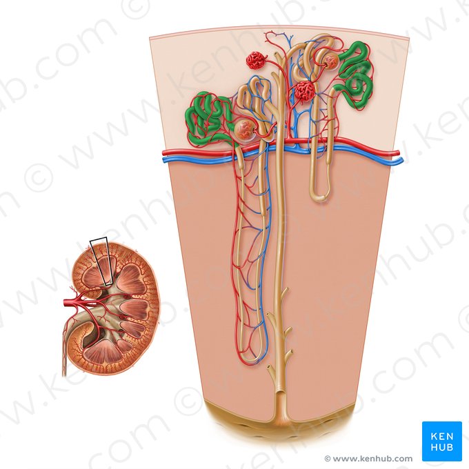 Túbulo contorcido proximal (Pars convoluta tubuli proximalis); Imagem: Paul Kim