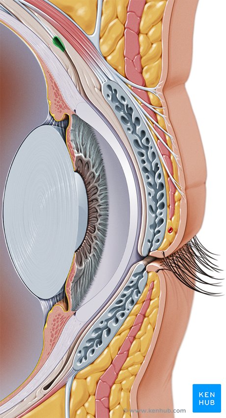 Conjunctiva (superior conjunctival fornix)