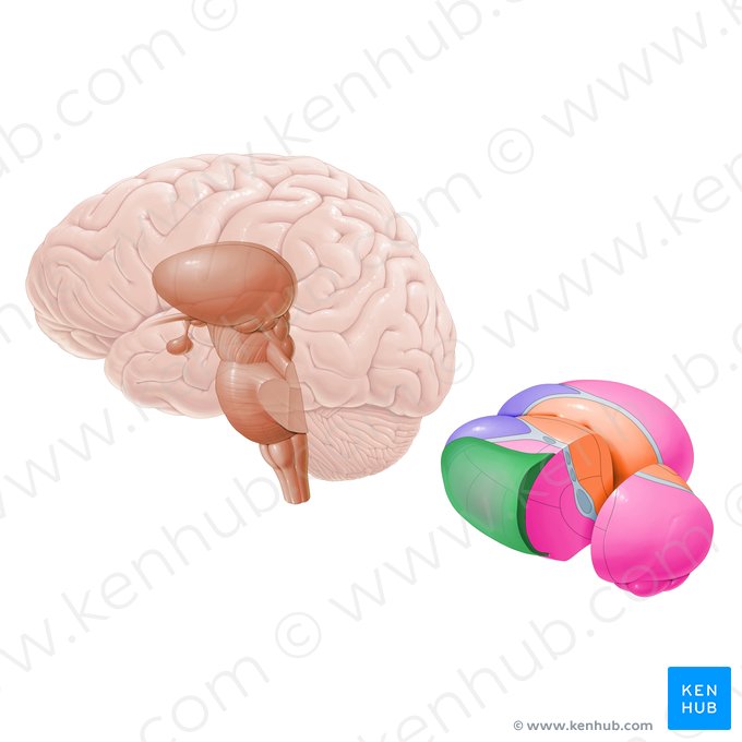 Thalamic reticular nucleus (Nucleus reticularis thalami); Image: Paul Kim