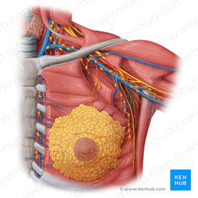 Breast Lymph Nodes And Lymphatic Drainage Clinical Role Kenhub