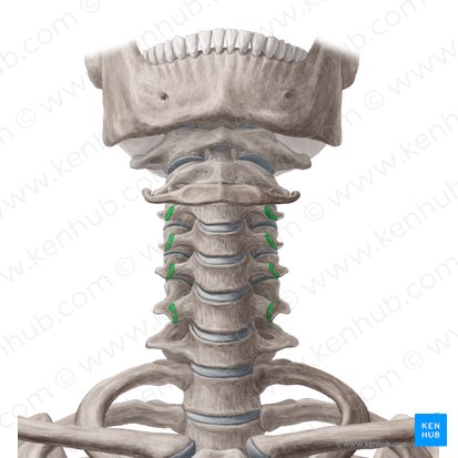 Anterior tubercles of transverse processes of C3-C6 (Tuberculae anteriores processuum transversorum vertebrarum C3-C6); Image: Yousun Koh