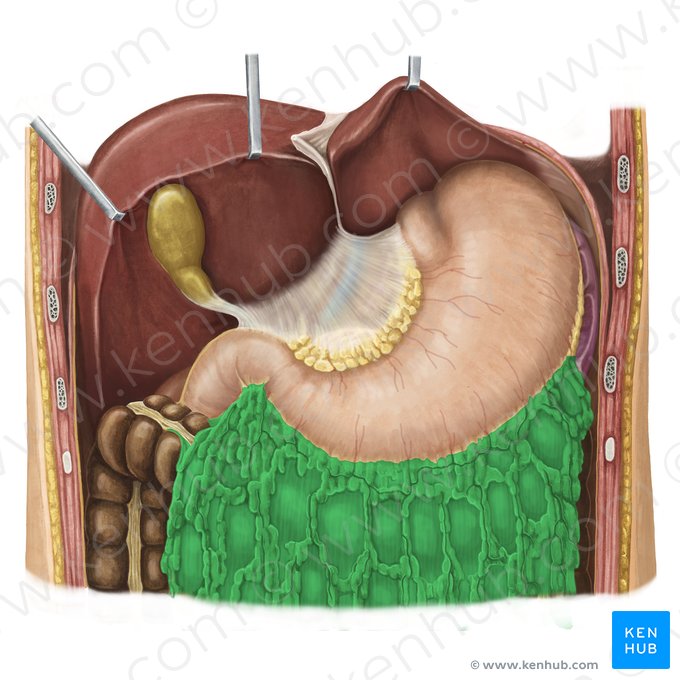 Greater omentum (Omentum majus); Image: Irina Münstermann