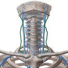 Vena jugularis externa