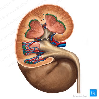 Base da pirâmide renal (Basis pyramidis renalis); Imagem: Irina Münstermann