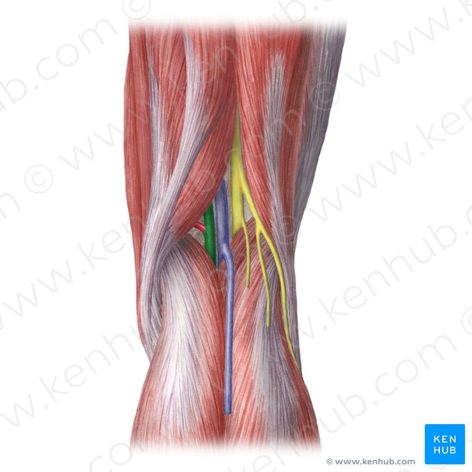 Popliteal artery (Arteria poplitea); Image: Liene Znotina