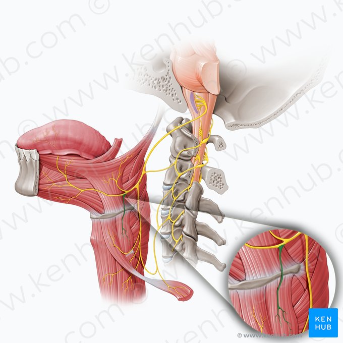 Nervo para o músculo tireo-hióideo (Ramus thyrohyoideus nervi hypoglossi); Imagem: Paul Kim