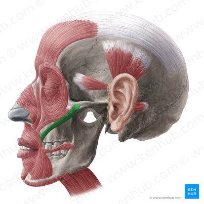 Zygomaticus major muscle (Musculus zygomaticus major); Image: Yousun Koh