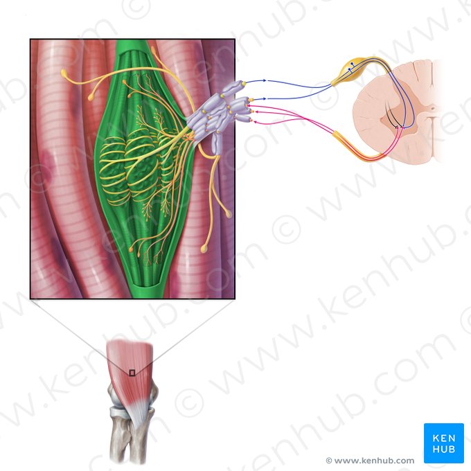 Fuso muscular (Fusus neuromuscularis); Imagem: Paul Kim