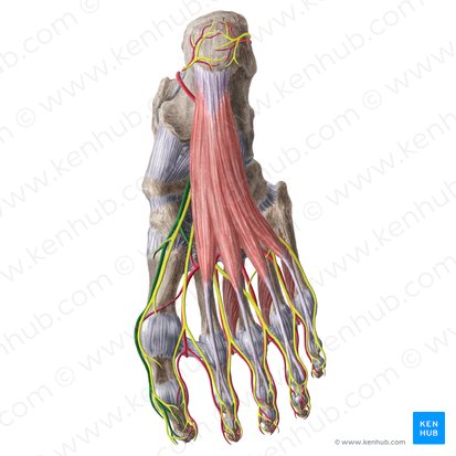 Arteria plantaris medialis (Innere Fußsohlenarterie); Bild: Liene Znotina