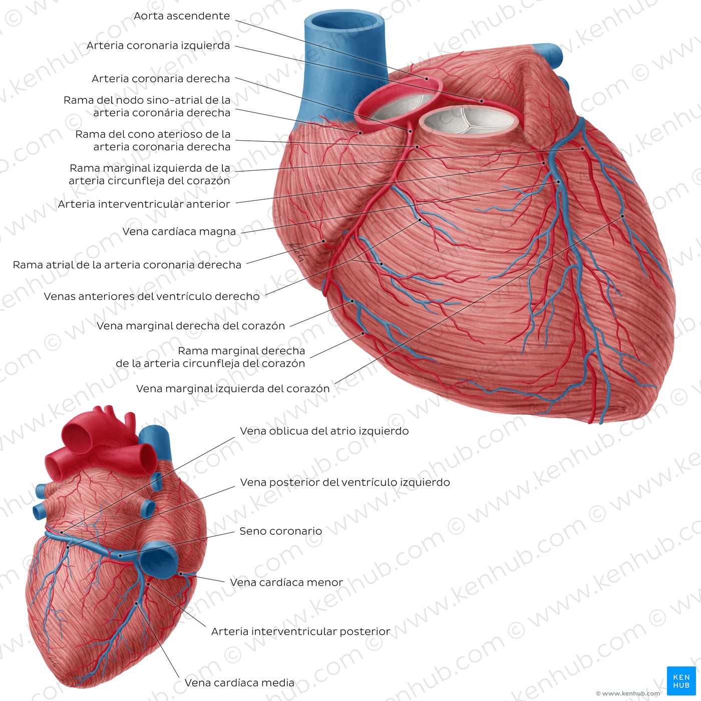Arterias coronarias y venas cardíacas