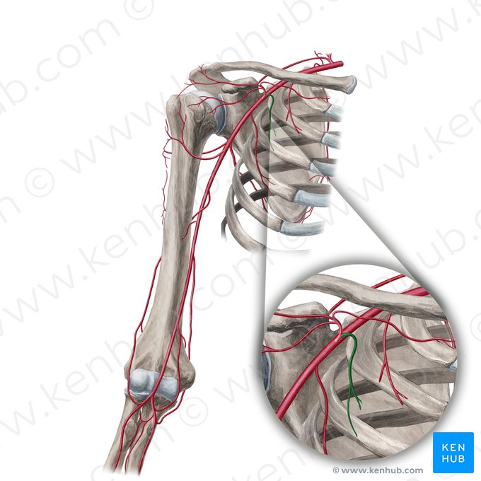 Rameau pectoraux de l'artère thoraco-acromiale (Rami pectorales arteriae thoracoacromialis); Image : Yousun Koh