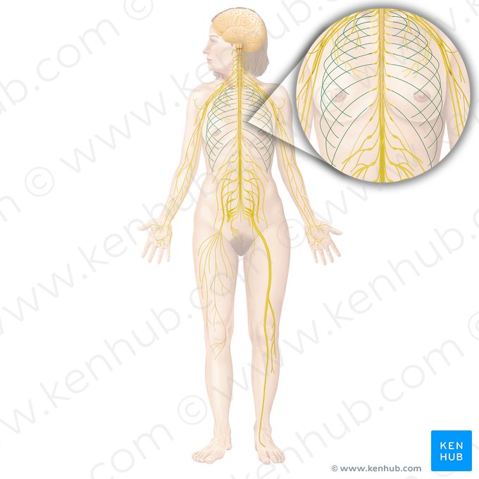 Nervio intercostal (Nervus intercostalis); Imagen: Begoña Rodriguez