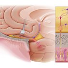 Olfactory epithelium