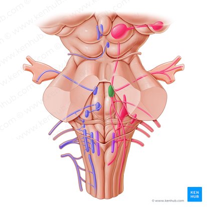 Principal sensory nucleus of trigeminal nerve (Nucleus sensorius principalis nervi trigemini); Image: Paul Kim