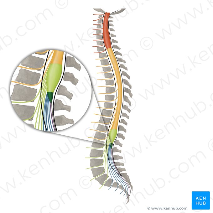 Cone medular (Conus medullaris); Imagem: Irina Münstermann