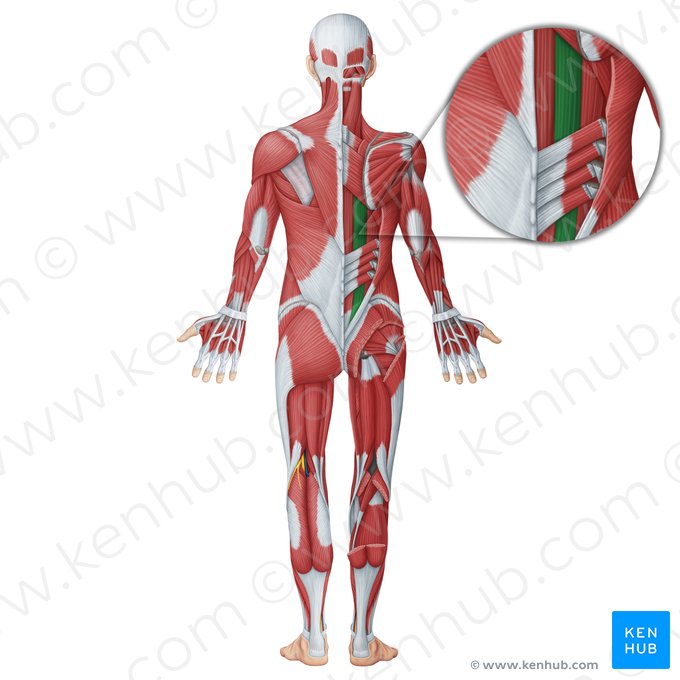 Músculo longuíssimo (Musculus longissimus); Imagem: Irina Münstermann