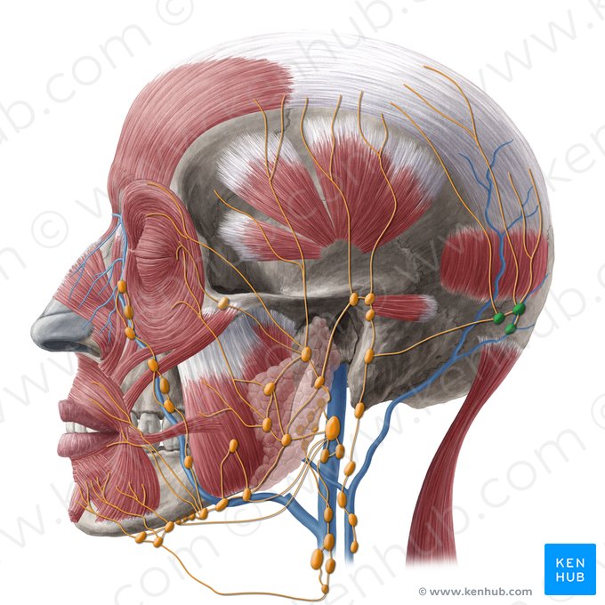 Ganglios linfáticos occipitales (Nodi lymphoidei occipitales); Imagen: Yousun Koh