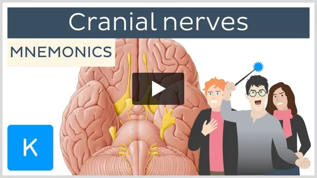 NERVE Synonyms: 206 Similar and Opposite Words