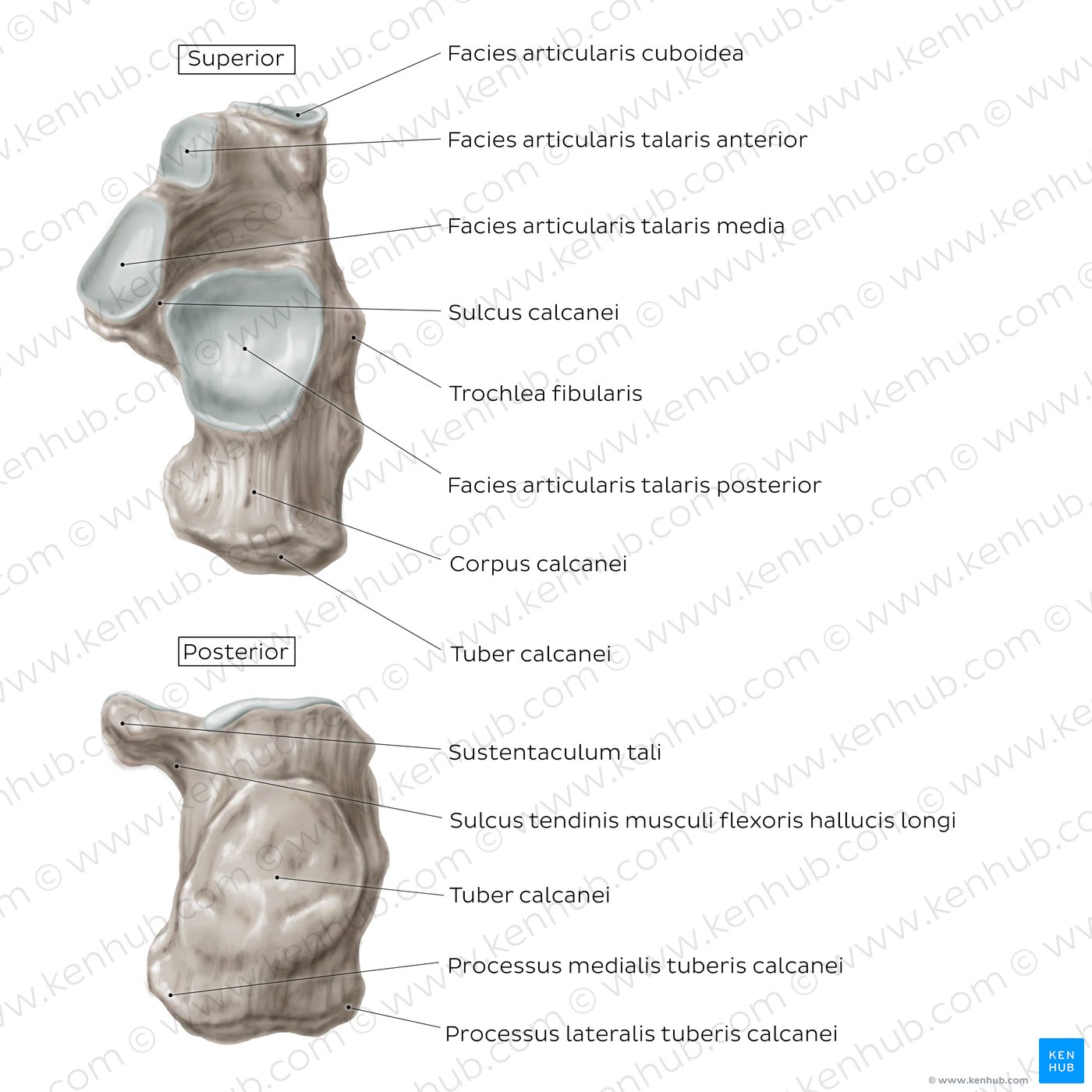 Calcaneus(Superiore und posteriore Ansicht)