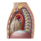 Begrenzungen, Einteilung und Inhalte des Mediastinums