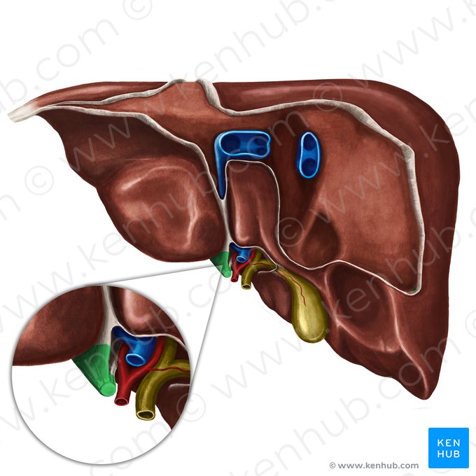 Ligamento redondo del hígado (Ligamentum teres hepatis); Imagen: Irina Münstermann