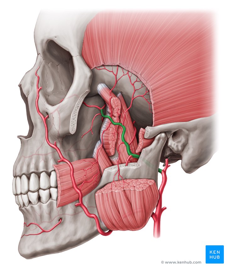Maxillary artery - lateral-left view