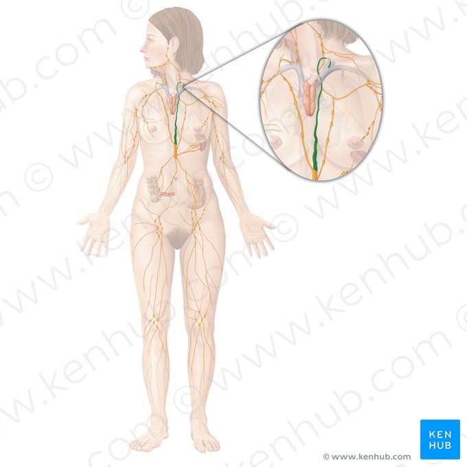 Thoracic duct (Ductus thoracicus); Image: Begoña Rodriguez