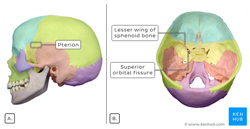 Bones of the skull - anterior and lateral views