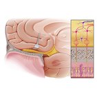 Olfactory nerve