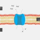 Membrane potential