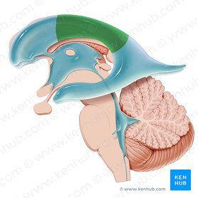 Porción central del ventrículo lateral (Pars centralis ventriculi lateralis); Imagen: Paul Kim