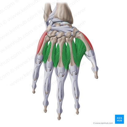 Dorsal interossei muscles of hand (Musculi interossei dorsales manus); Image: Paul Kim