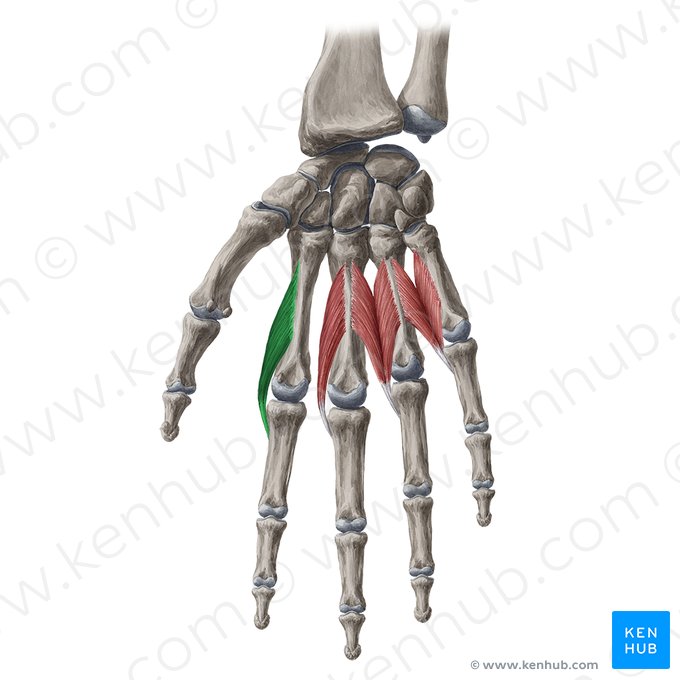1.º músculo lumbrical da mão (Musculus lumbricalis 1 manus); Imagem: Yousun Koh