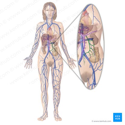 Vena mesenterica inferior (Untere Eingeweidevene); Bild: Begoña Rodriguez