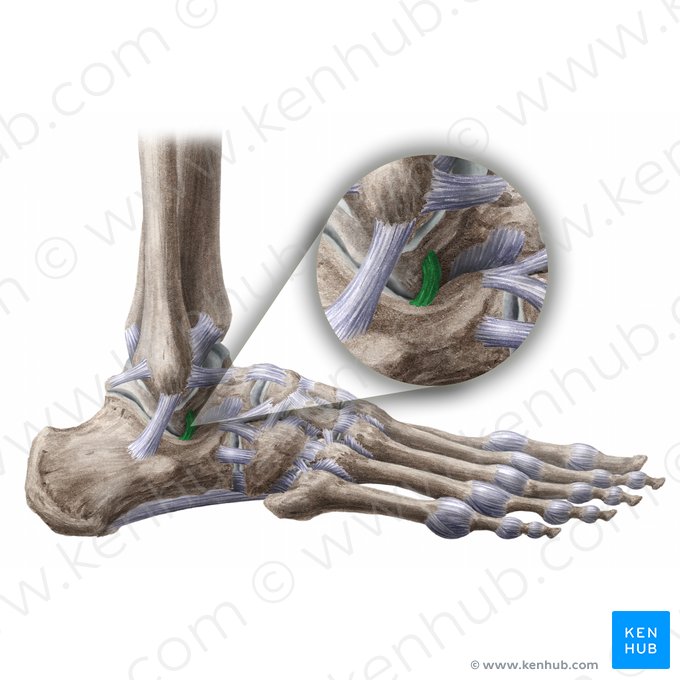 Ligamento talocalcâneo lateral (Ligamentum talocalcaneum laterale); Imagem: Liene Znotina