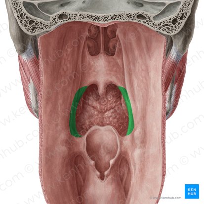 Palatopharyngeal arch (Arcus palatopharyngeus); Image: Yousun Koh