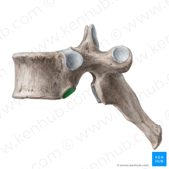 Fossette costale inférieure de la vèrtebre (Fovea costalis inferior vertebrae); Image : Liene Znotina