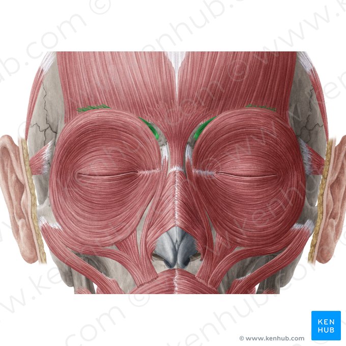 Corrugator supercilii muscle (Musculus corrugator supercilii); Image: Yousun Koh
